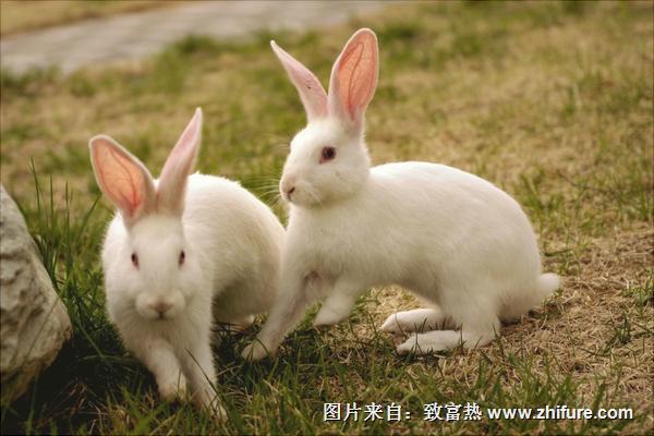 兔子怎么養?