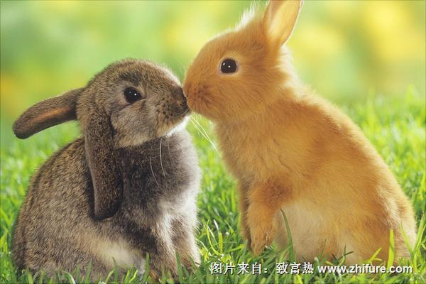 兔子圖片大全