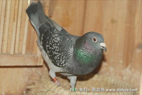 老鴿子和嫩鴿子的區別有哪些?