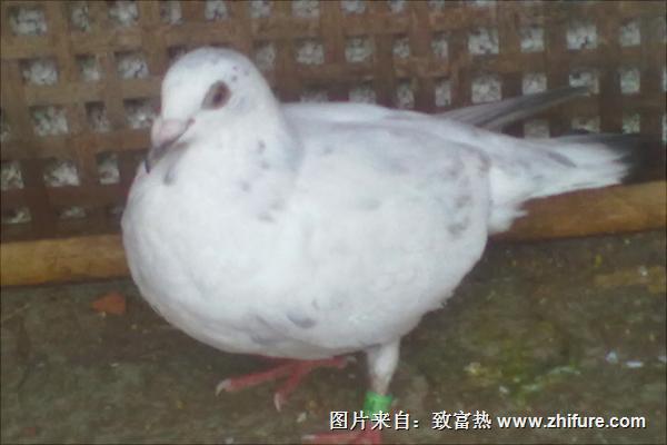 老鴿子和嫩鴿子的區別有哪些?