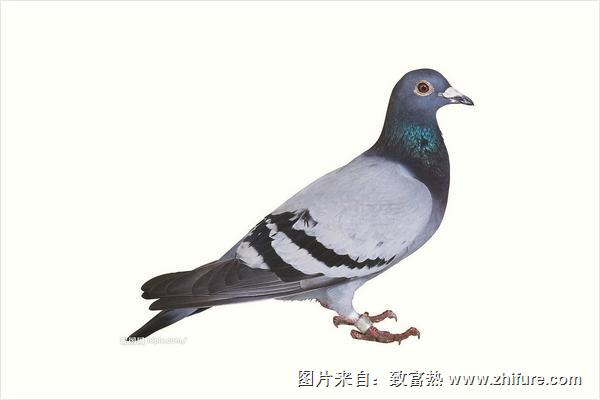 老鴿子和嫩鴿子的區別有哪些？