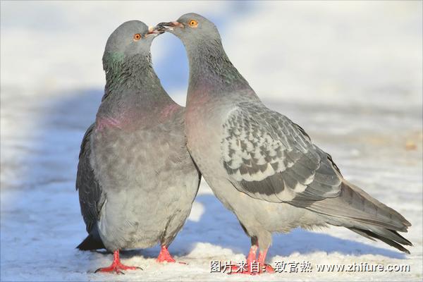 老鴿子和嫩鴿子的區別有哪些?