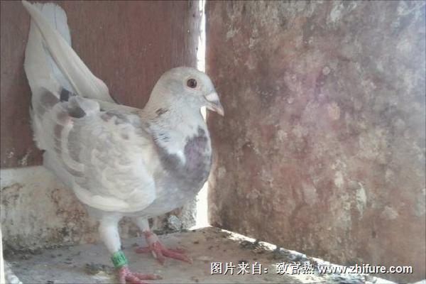 老鴿子和嫩鴿子的區別有哪些?