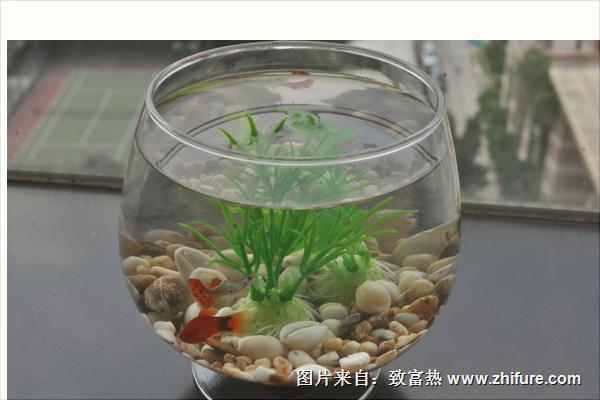 家里養(yǎng)魚養(yǎng)幾條好？