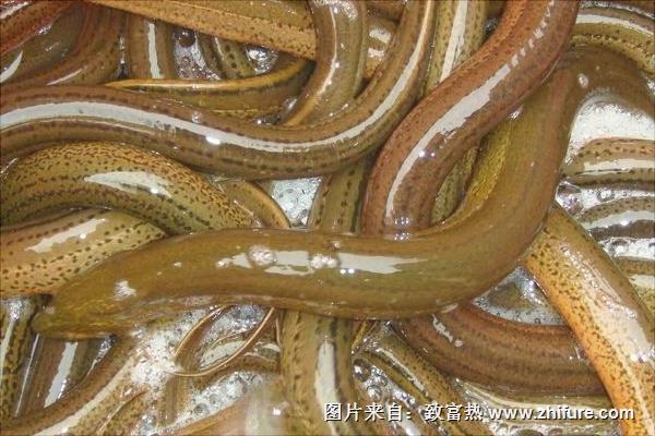 黃鱔湯的功效與作用及禁忌