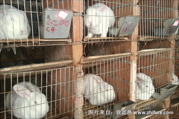 兔子吃什么飼料