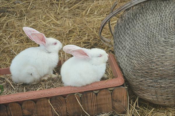 兔子吃什么飼料