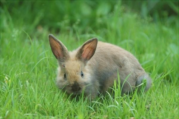 兔子吃什么飼料