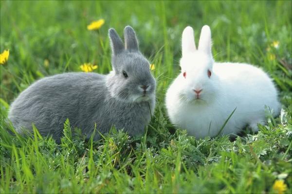 兔子吃什么飼料