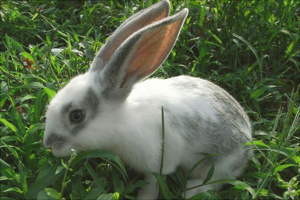 兔子吃什么飼料