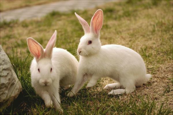 兔子吃什么飼料