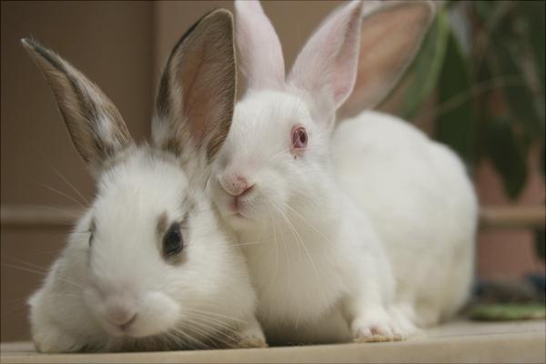 兔子吃什么飼料