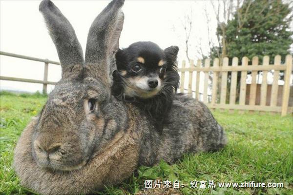 大流士兔子多少錢一只