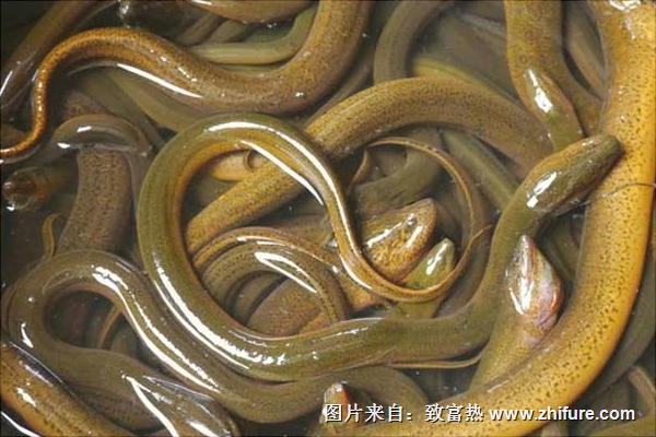 山黃鱔是什么？山黃鱔與黃鱔的區別