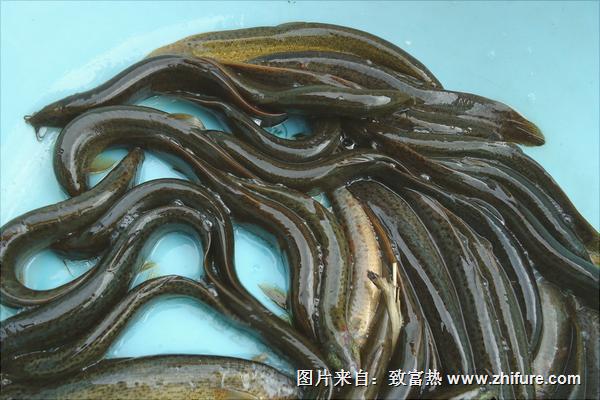 黃鱔泥鰍混養(yǎng)技術(shù)