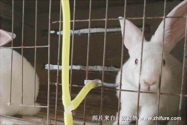 兔子繁殖技術