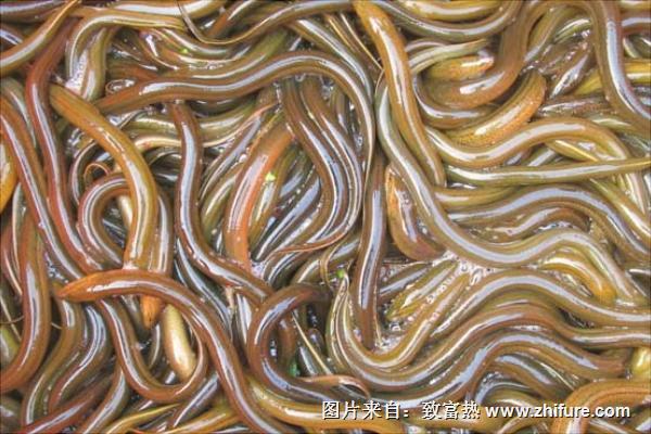 養黃鱔要投資多少錢？