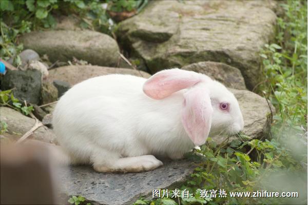 兔子拉稀怎么辦？