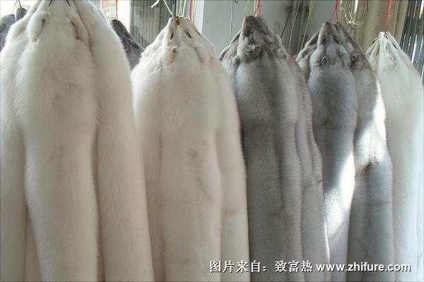 狐貍皮最新價格多少錢一張？