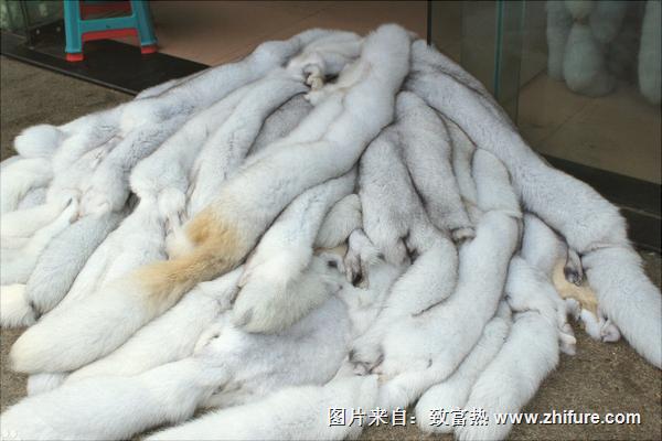 狐貍皮最新價格多少錢一張？