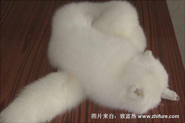 狐貍皮最新價格多少錢一張？