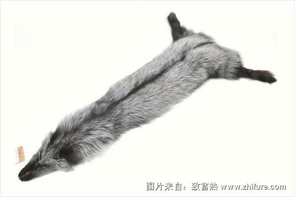 狐貍皮最新價格多少錢一張？