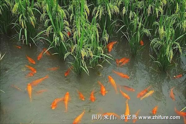 生態養魚技術
