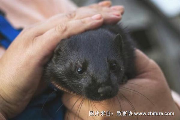 十字貂和水貂哪個好?