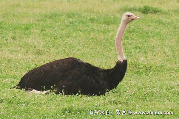 鴕鳥肉多少錢一斤?