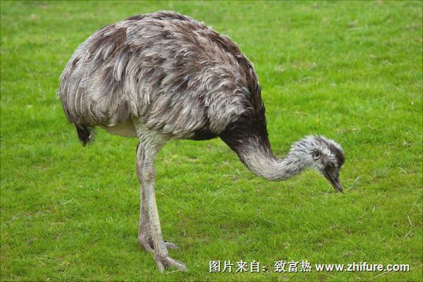 鴕鳥吃什么飼料?
