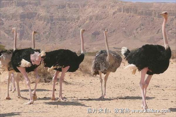 鴕鳥吃什么飼料?