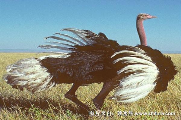 鴕鳥吃什么飼料?