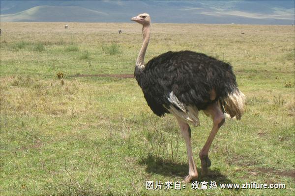 鴕鳥吃什么飼料?