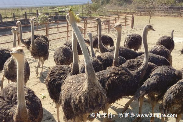 養鴕鳥需要辦什么證？
