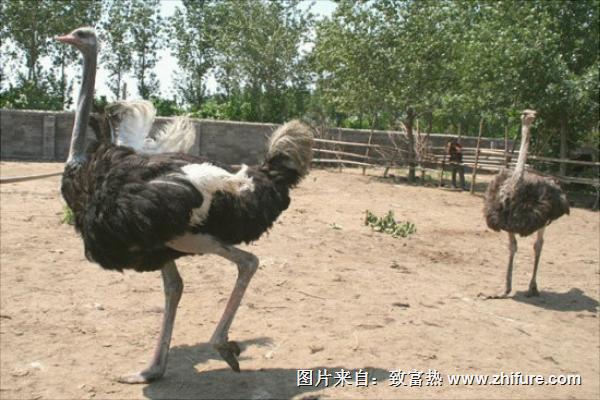 養鴕鳥需要辦什么證？