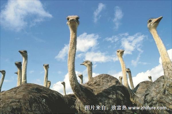 養鴕鳥需要辦什么證？