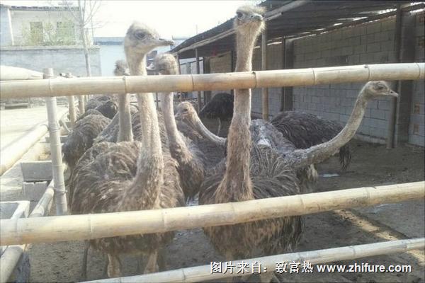 養(yǎng)鴕鳥需要辦什么證？