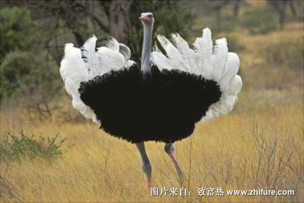 鴕鳥是保護動物嗎？