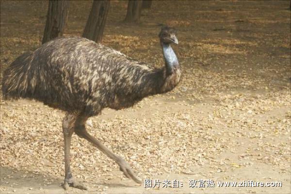 鴯鹋和鴕鳥的區別是什么？