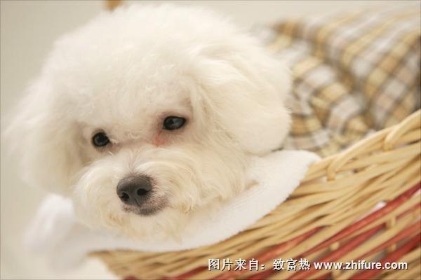 比熊犬好養(yǎng)嗎？