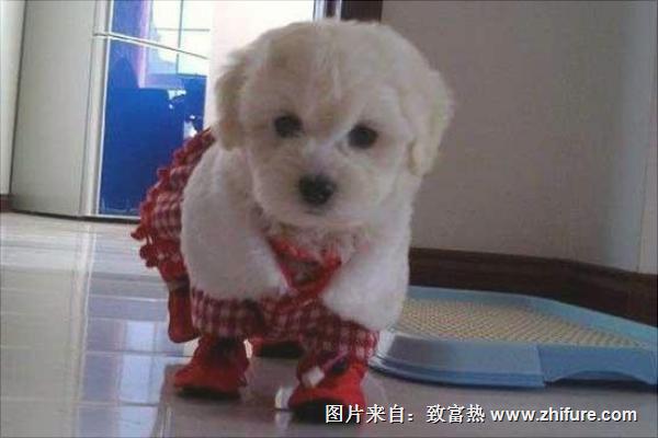 怎樣訓(xùn)練比熊犬？