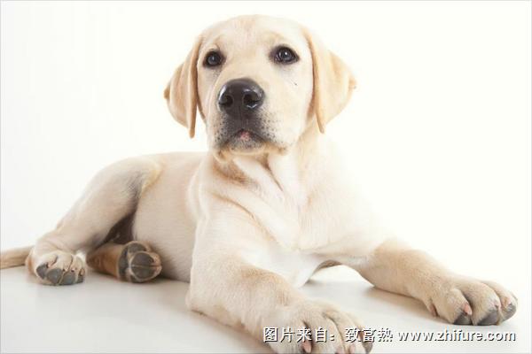 拉布拉多犬多少錢一只?