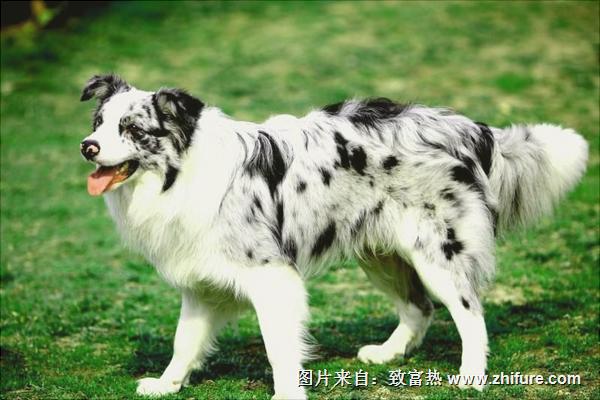 邊境牧羊犬圖片