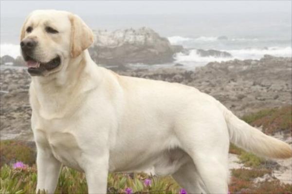 拉布拉多犬多少錢一只?