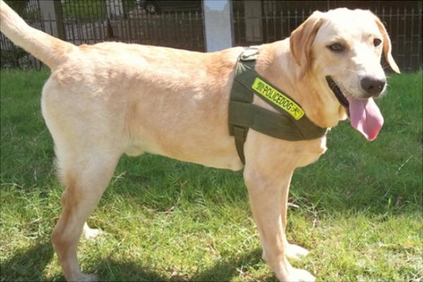 拉布拉多犬多少錢一只?