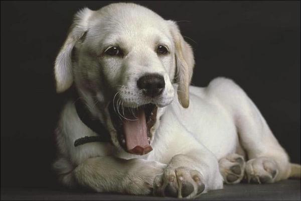 拉布拉多犬多少錢一只?