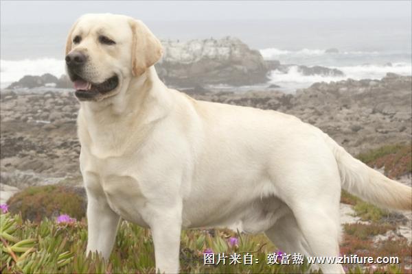 拉布拉多圖片