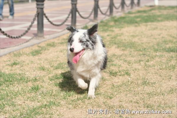 邊境牧羊犬價格多少錢一只？