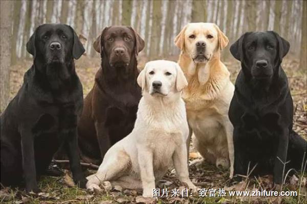 拉布拉多和金毛哪個好？