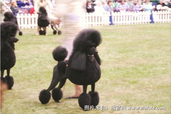  貴賓犬和泰迪的區(qū)別是什么？